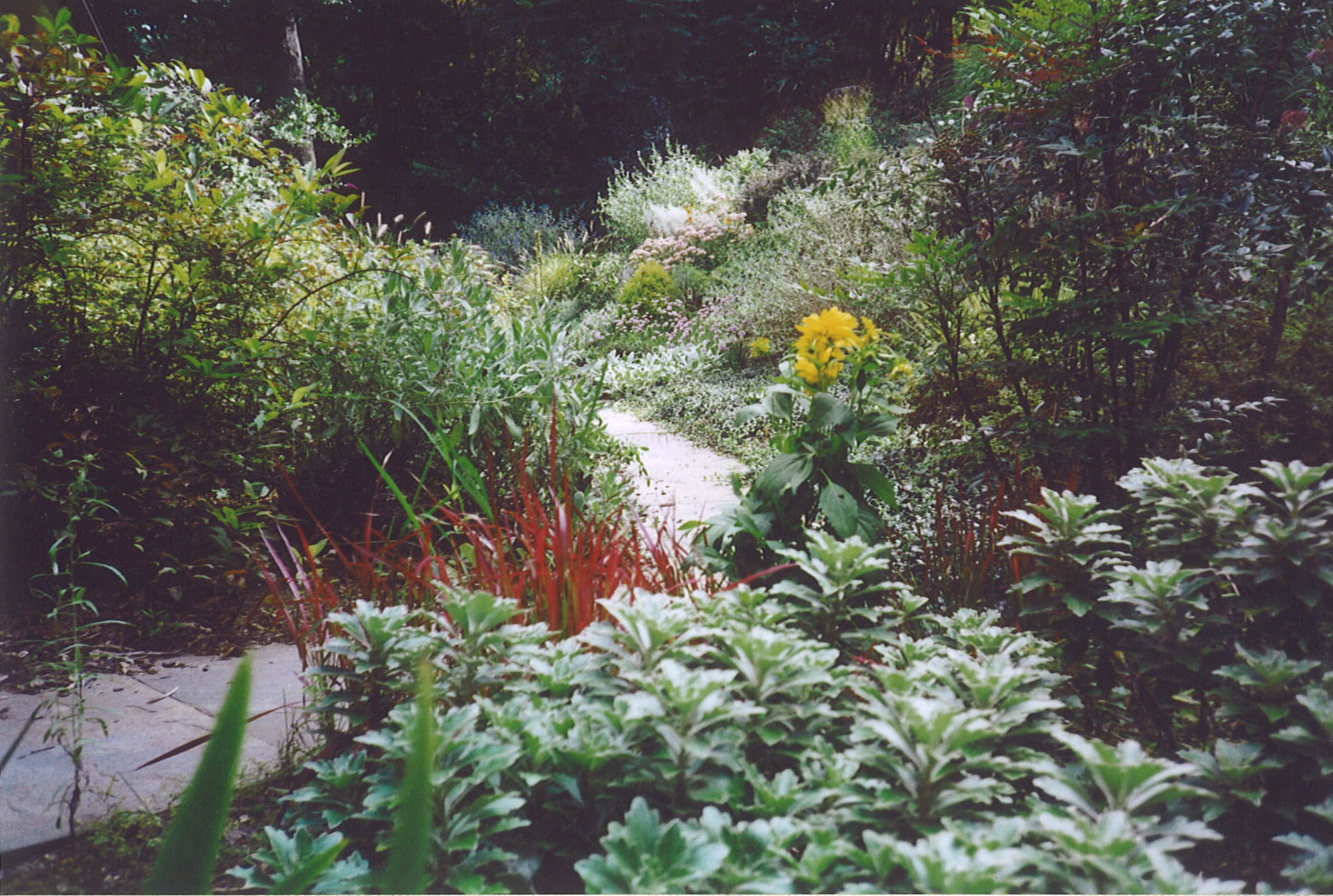 Hillside planting with flagstone walk in Bryn Mawr