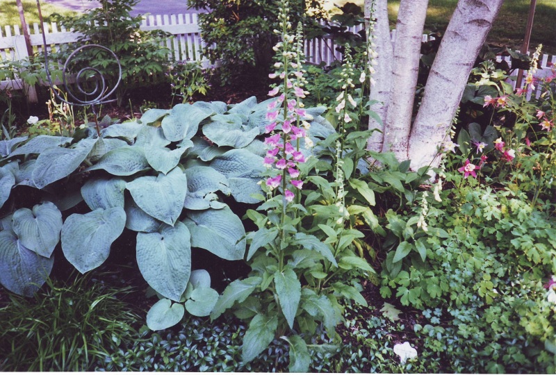 Landscaping Ideas - Perennial Garden in Malvern
