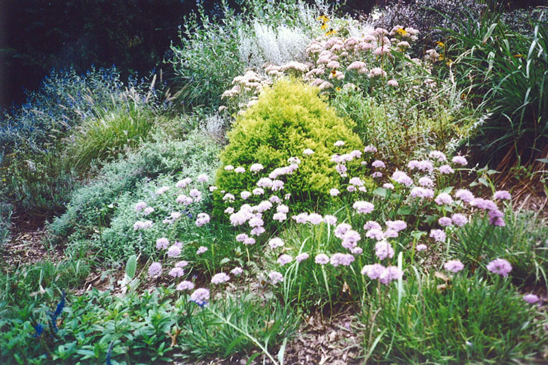 Landscaping Ideas - Perennial Garden in Narberth
